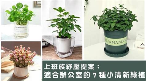 辦公桌 植物